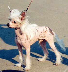 китайская хохлатая собака голая